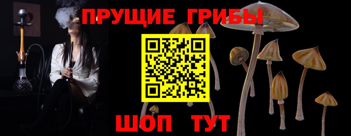 Галлюциногенные грибы Psilocybine cubensis Зеленогорск